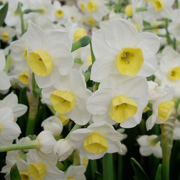 Daffodil - Avalanche