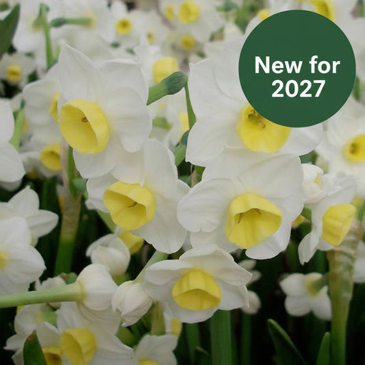Daffodil - Avalanche