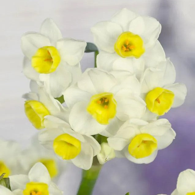 Daffodil - Avalanche