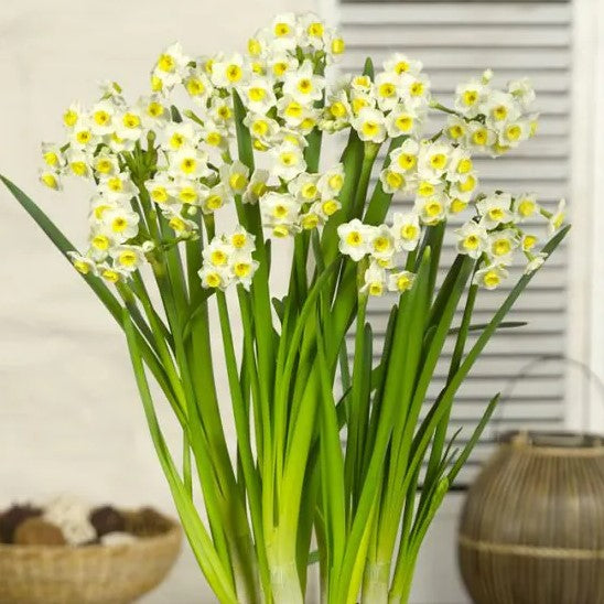 Daffodil - Avalanche