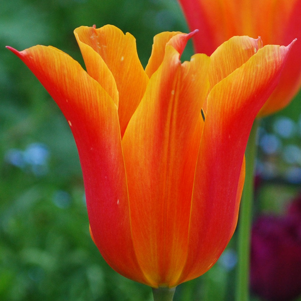 Tulip - Ballerina