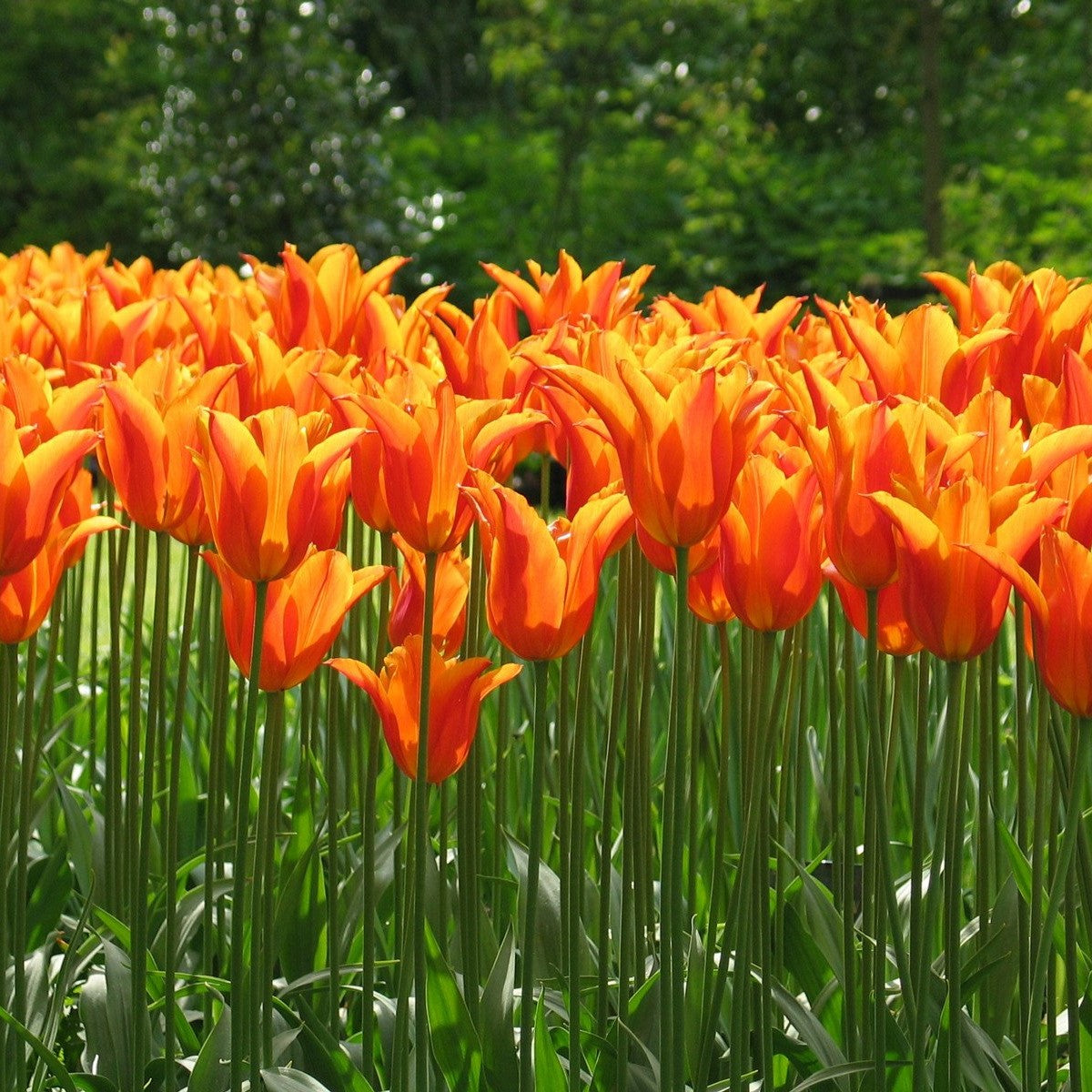 Orange and Purple Collection - Pretty Tulip Lovers Gift