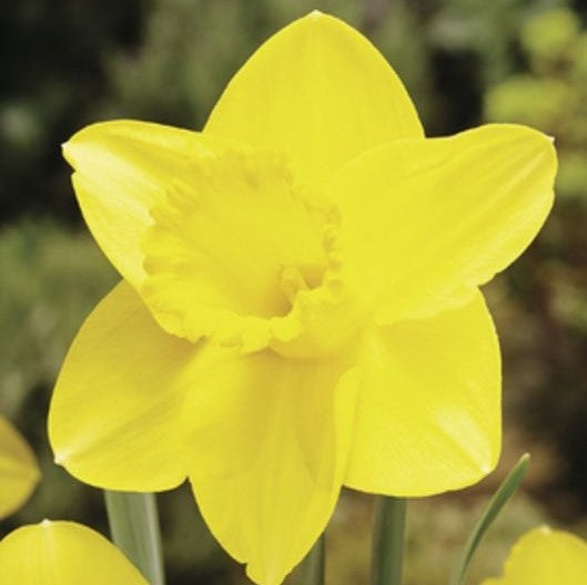 Daffodil - Barenwyn