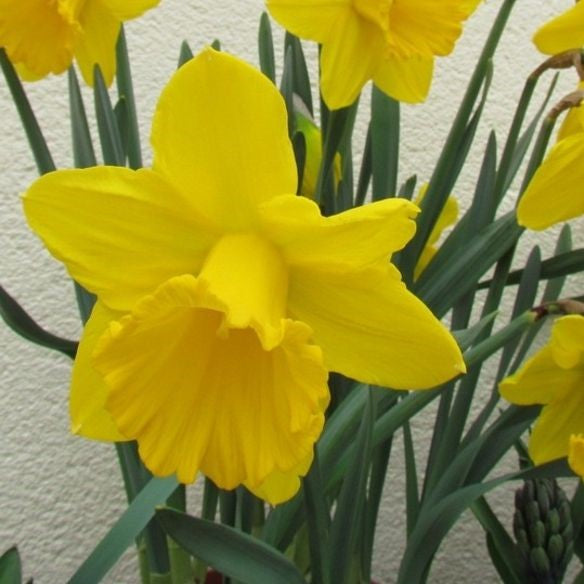 Daffodil - Barenwyn