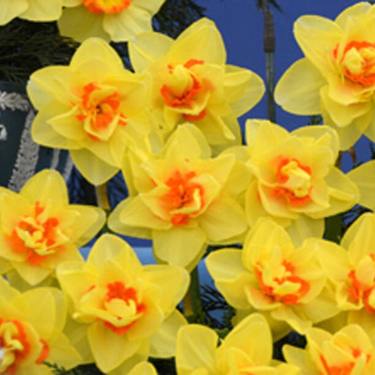 Daffodil - Beauvallon