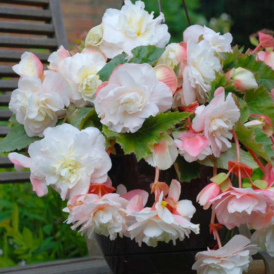 Begonia Odorata - White