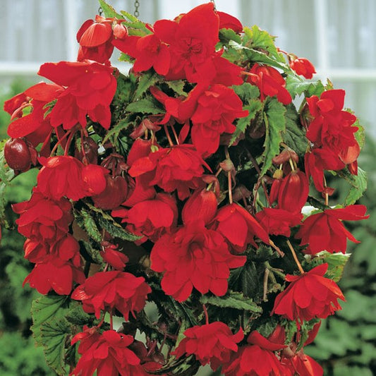 Pendula Begonia - Red