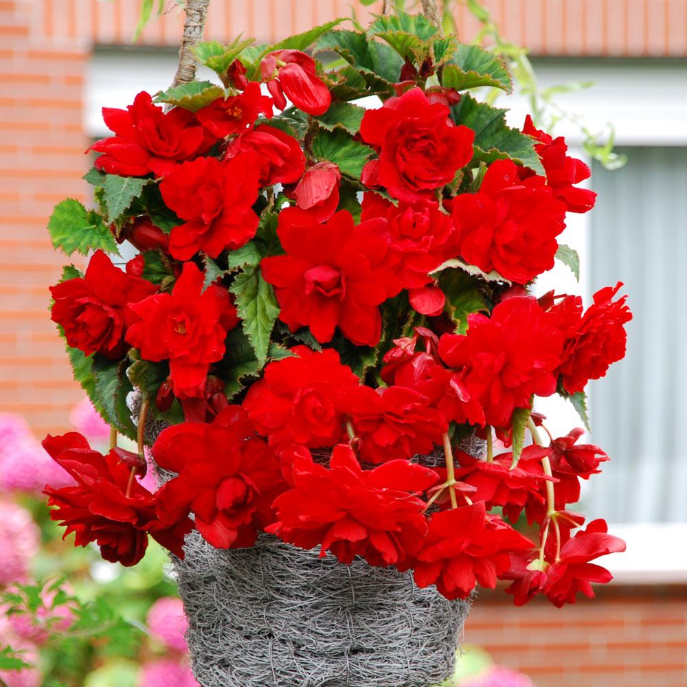 Pendula Begonia - Red