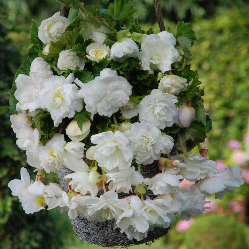 Pendula Begonia - White