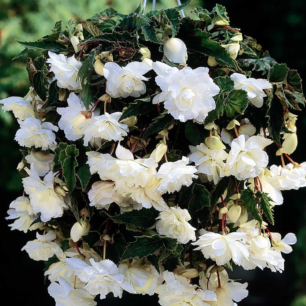 Pendula Begonia - White