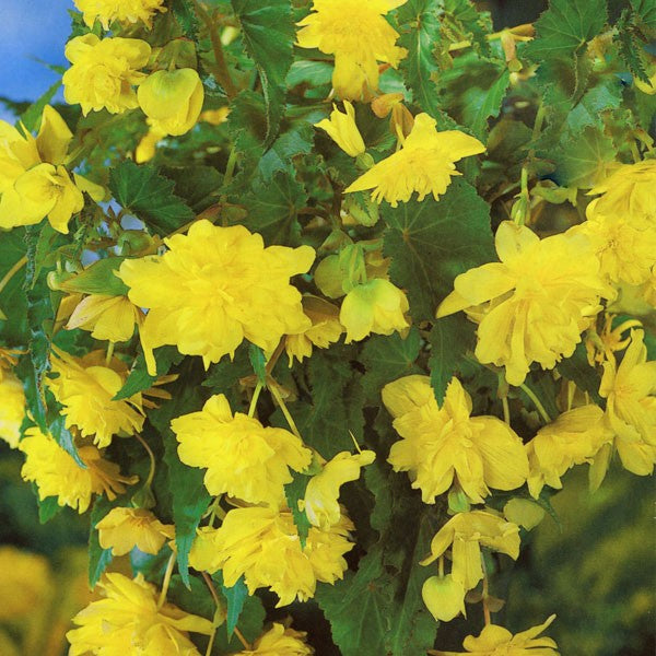 Pendula Begonia - Yellow