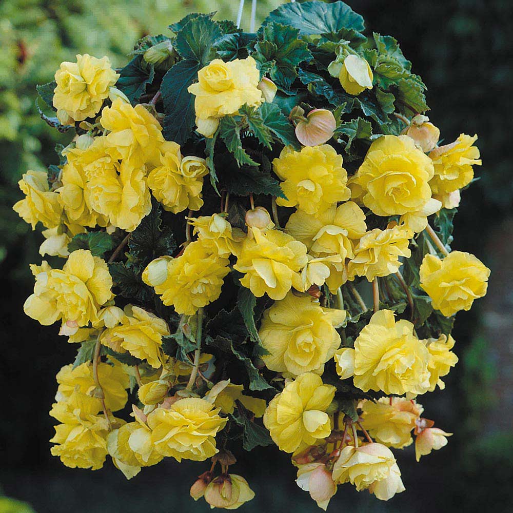 Pendula Begonia - Yellow