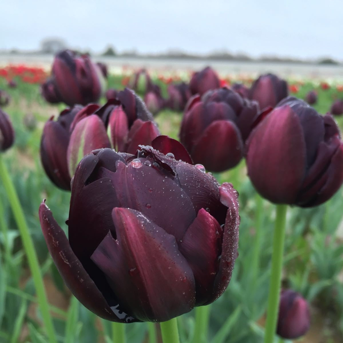 Tulip - Black Hero