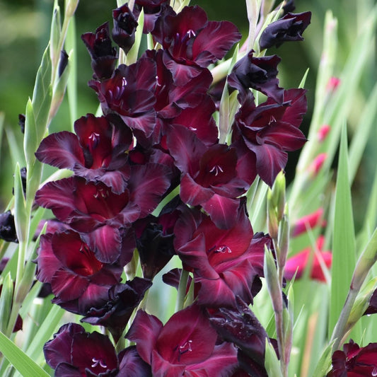 Gladioli Large Flowering - Black Sea