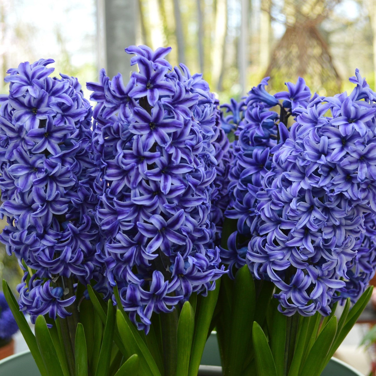 Hyacinth - Blue Jacket