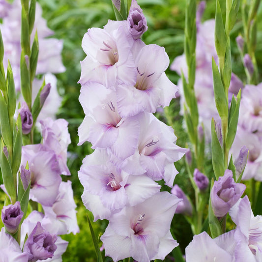 Gladioli - Blue Tropic