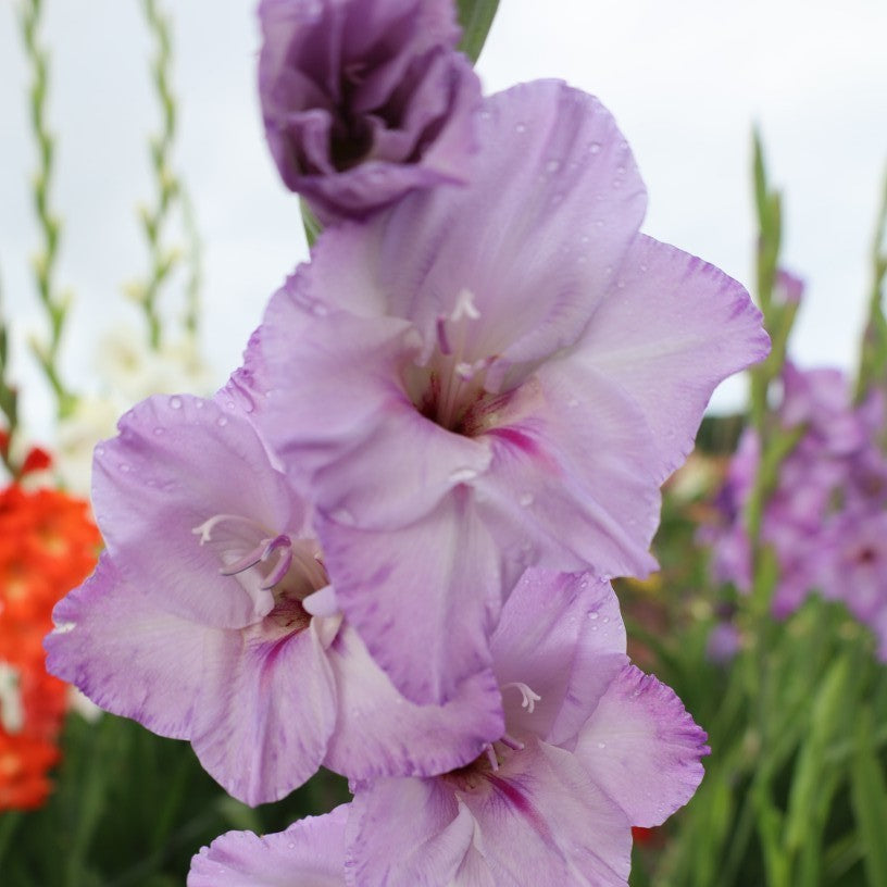 Gladioli - Blue Tropic