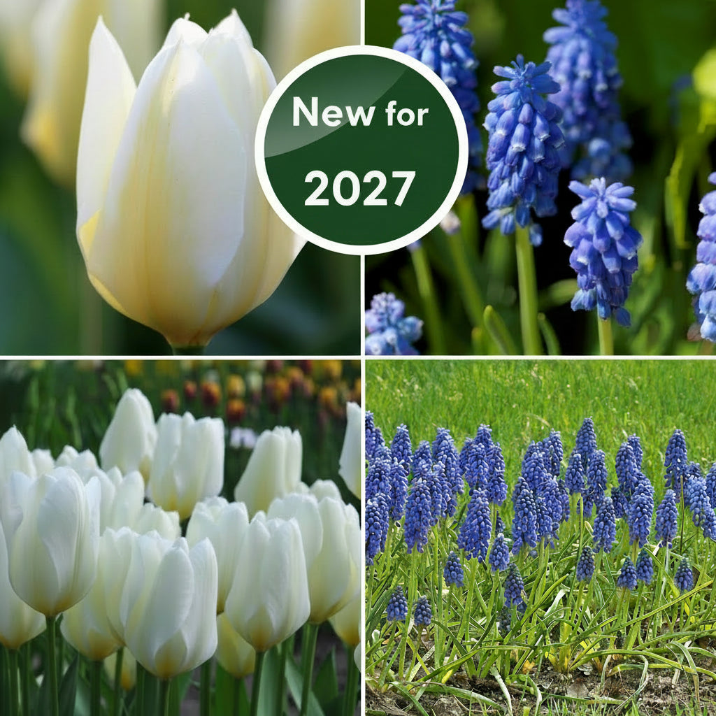Blue & White Collection - Ideal Garden Gift !
