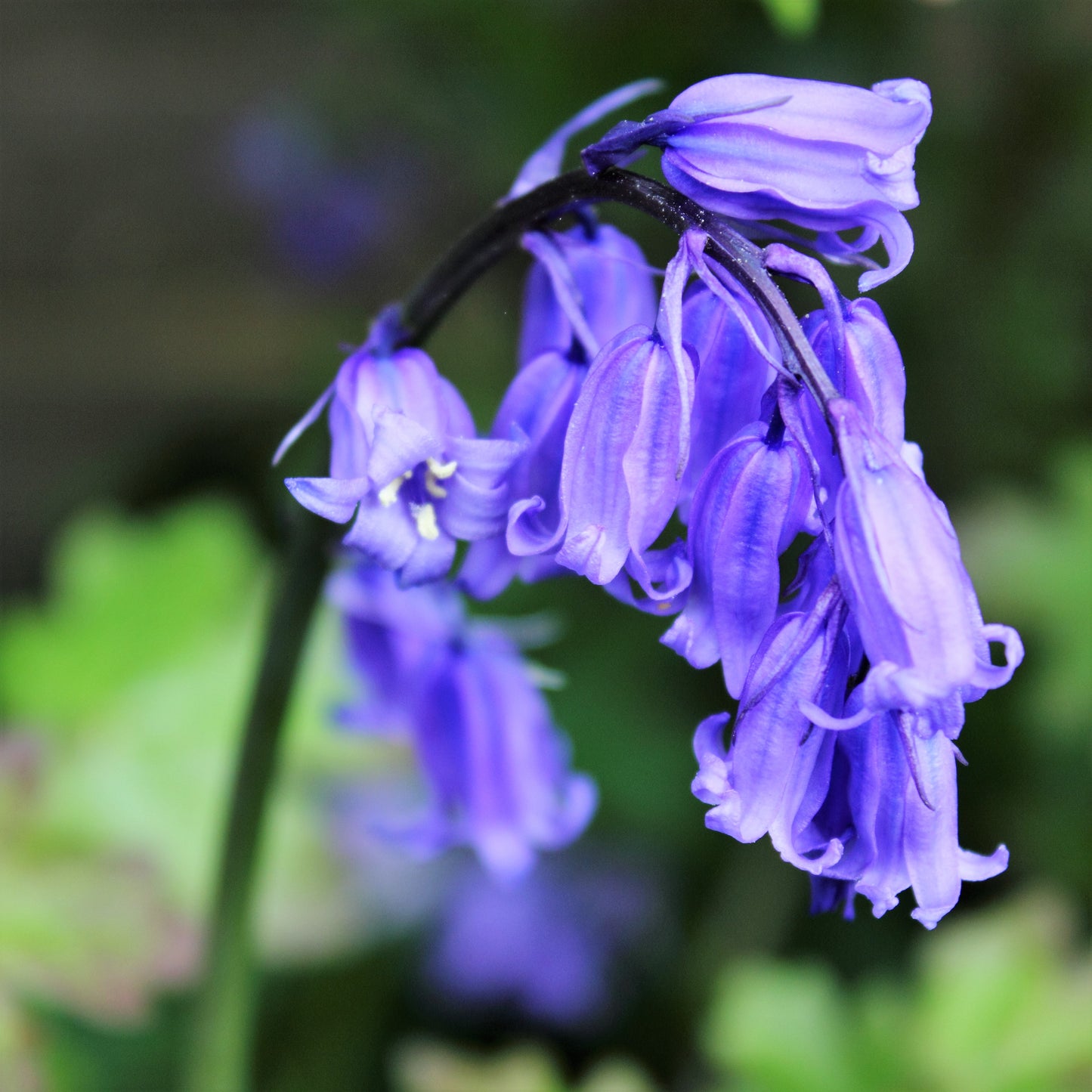 Bluebells Cultivated English