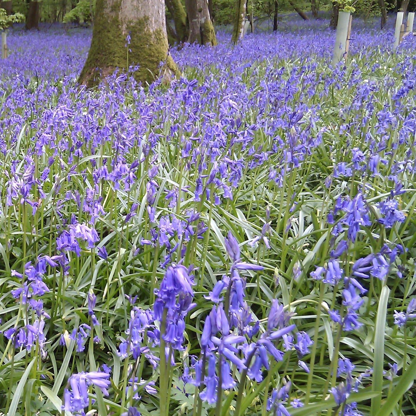Bluebells Cultivated English