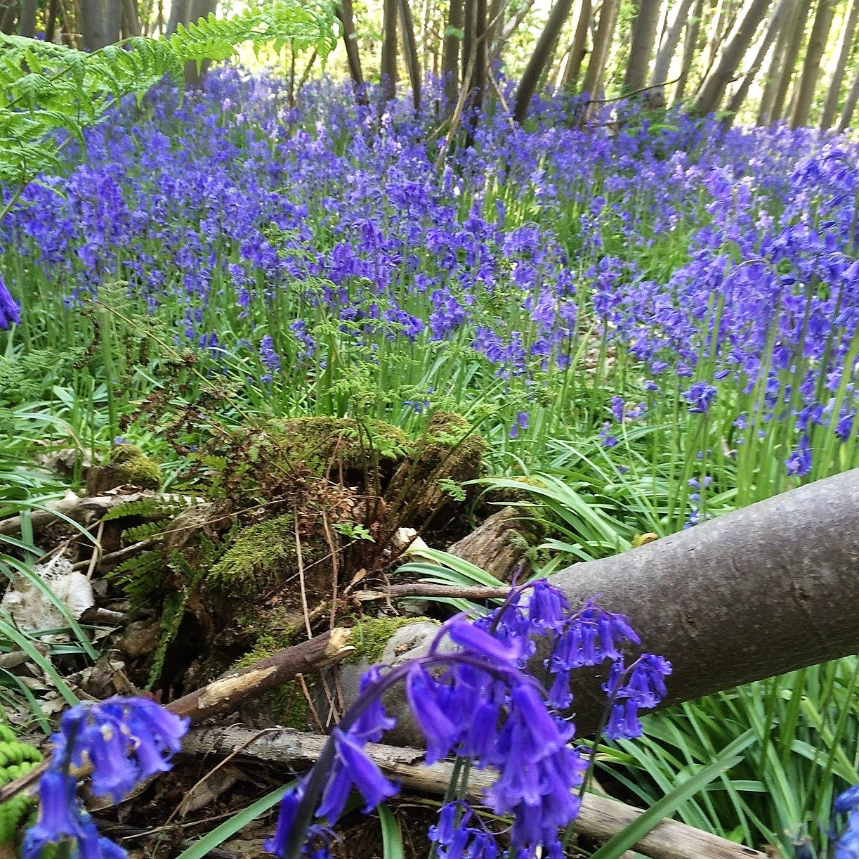 Bluebells Cultivated English