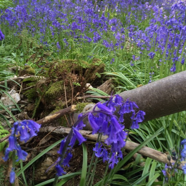 Bluebells Cultivated English