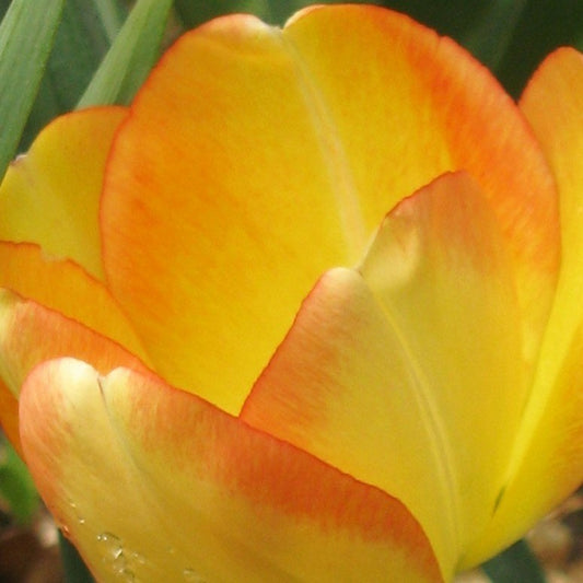 Tulip - Blushing Apeldoorn