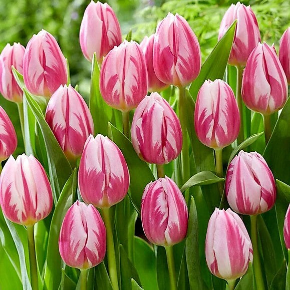 Tulip - Bojangles