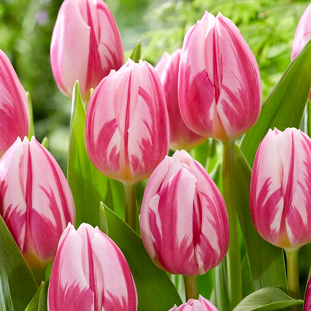 Tulip - Bojangles