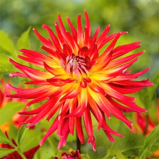 Semi Cactus Dahlia - Bora Bora