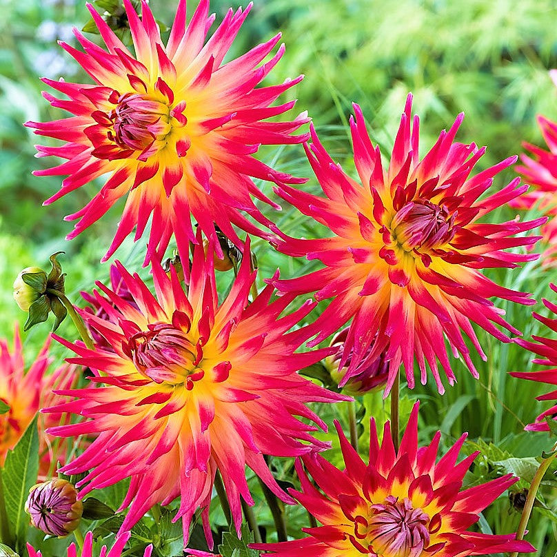 Semi Cactus Dahlia - Bora Bora