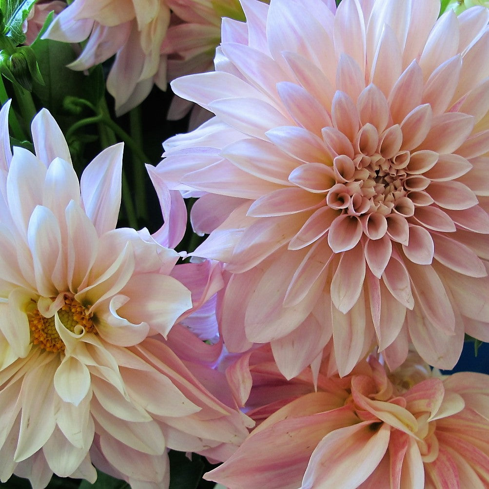 Dahlia Decorative - Cafe Au Lait