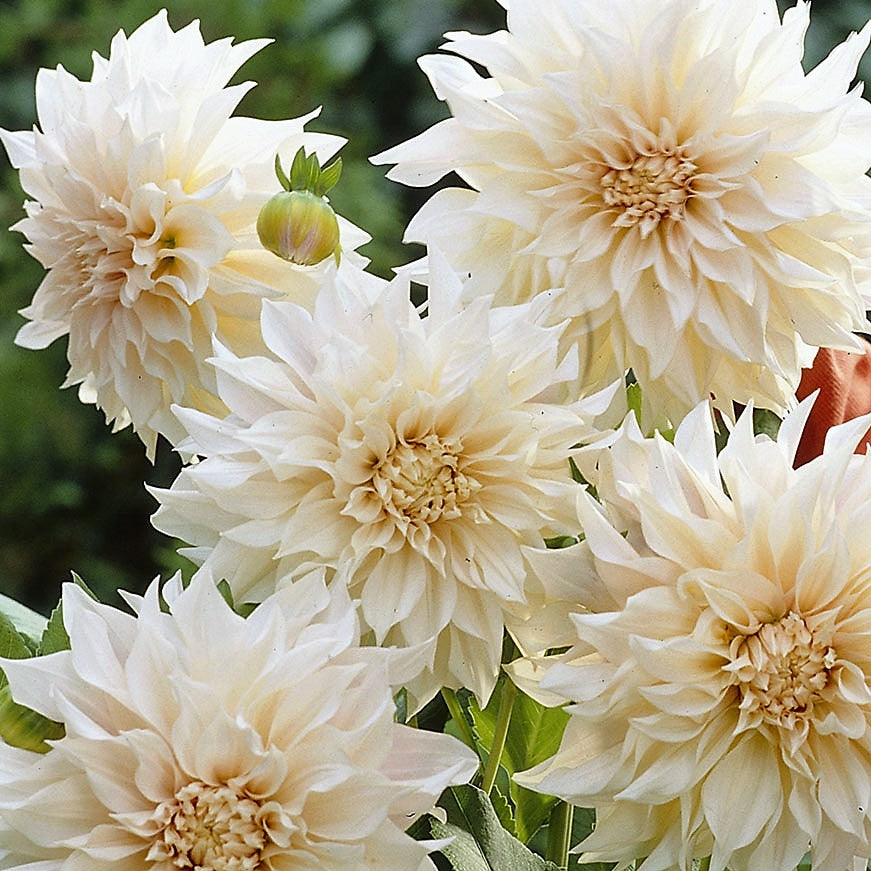 Dahlia Decorative - Cafe Au Lait