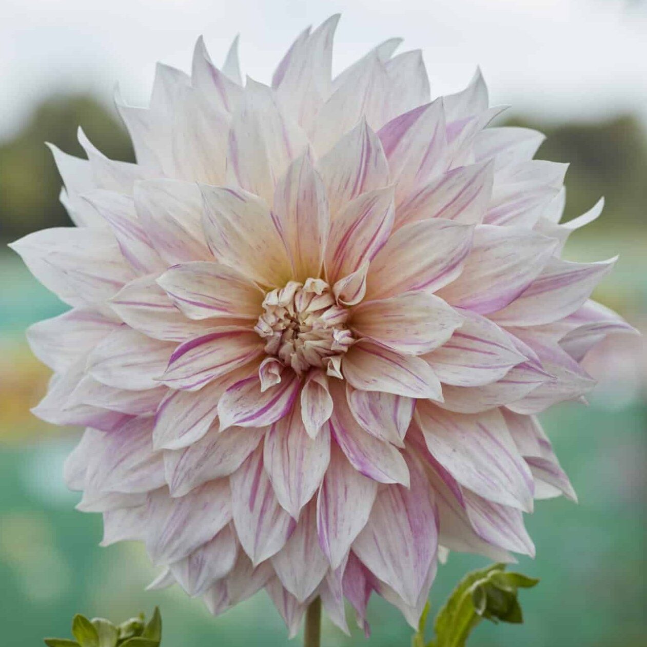 Dahlia Decorative - Cafe Au Lait Twist