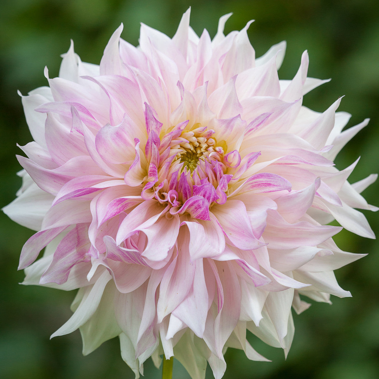 Dahlia Decorative - Cafe Au Lait Twist