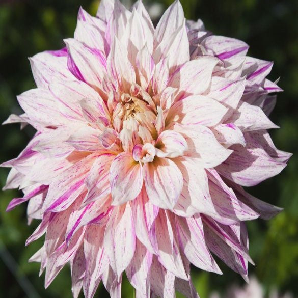 Dahlia Decorative - Cafe Au Lait Twist