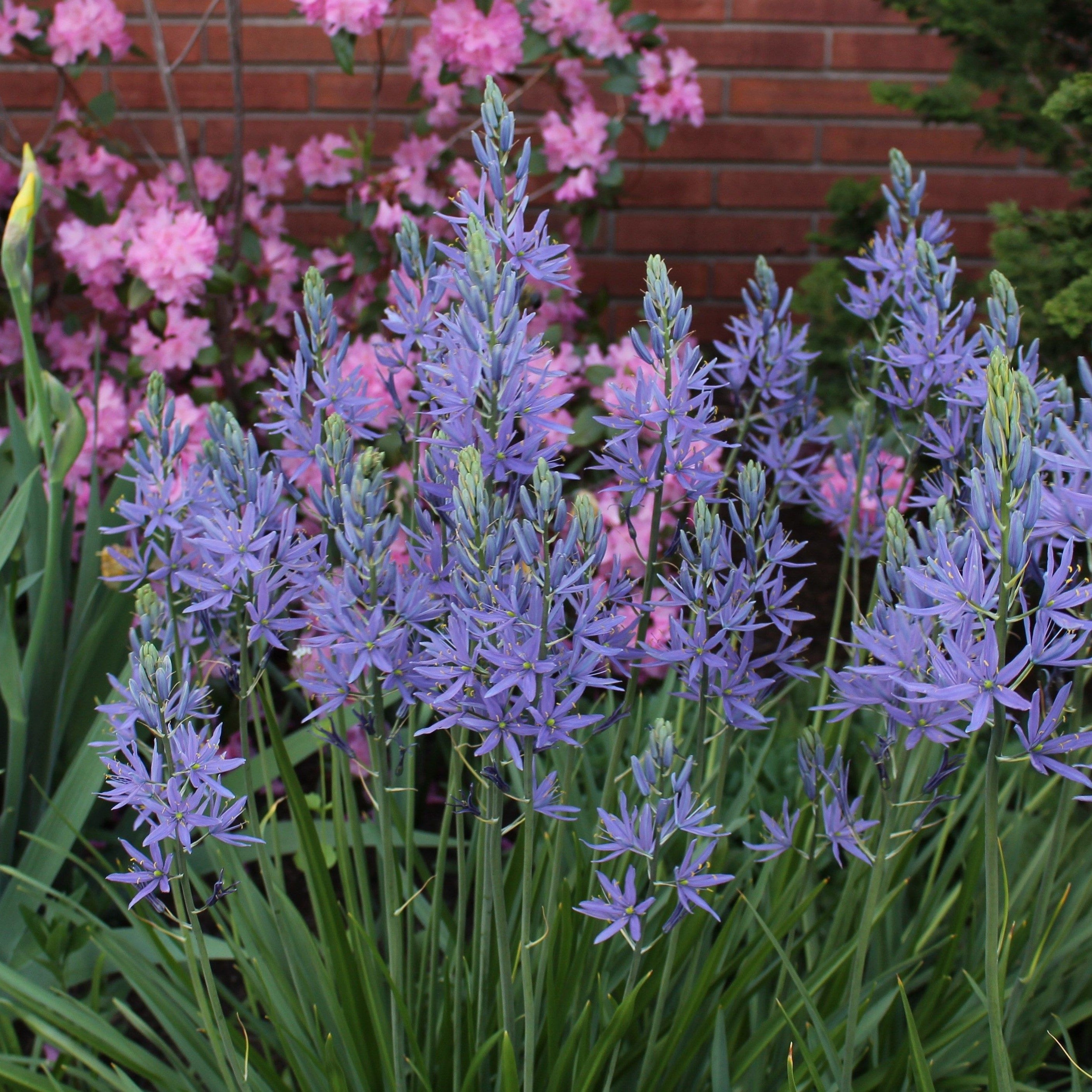 Camassia Leichtlinii Caerulea Humphreys Garden camassia-leichtlinii-caerulea-humphreys-garden