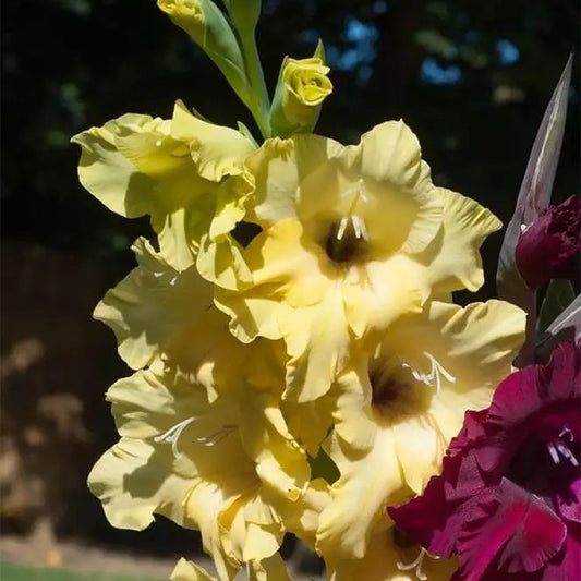 Gladioli Large Flowering - Charisma