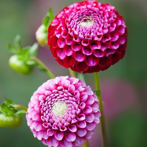 Dahlia Pompom - Chick A Dee US