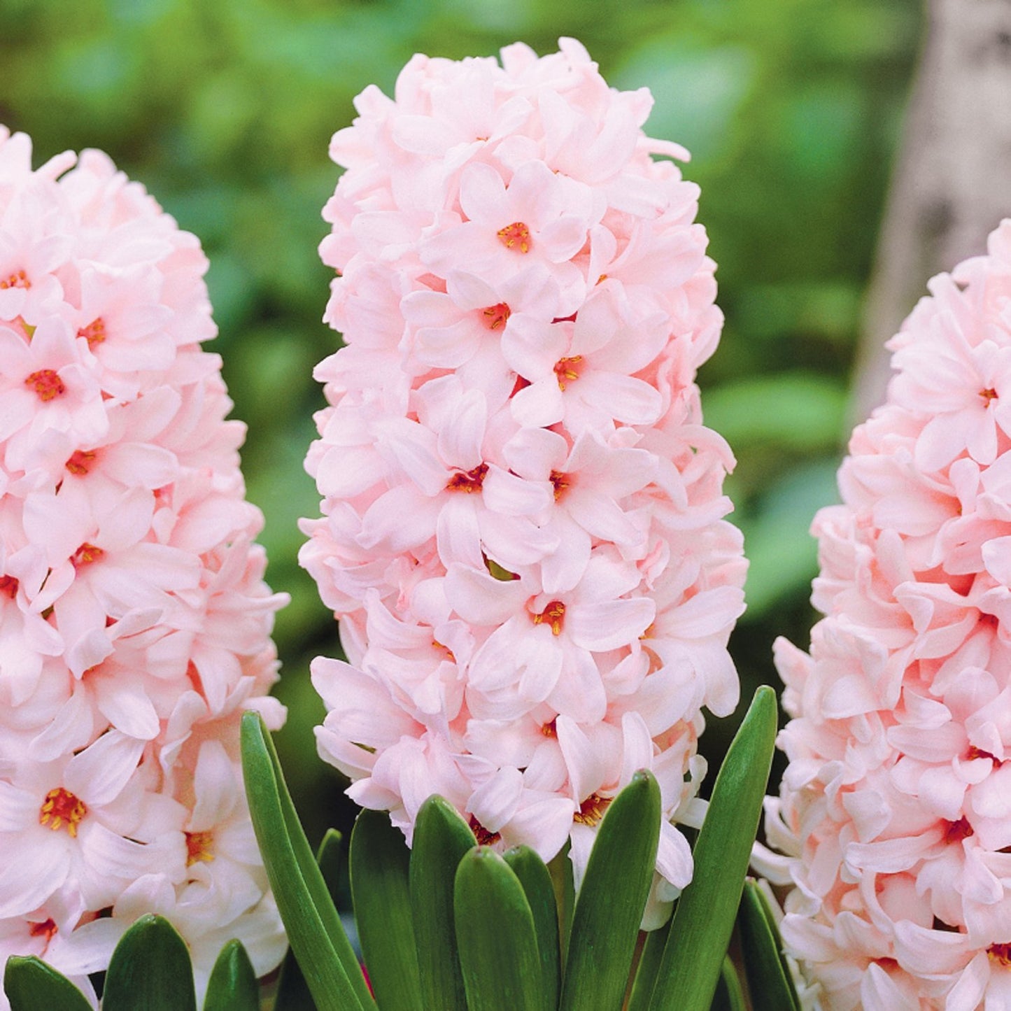 Hyacinth - China Pink