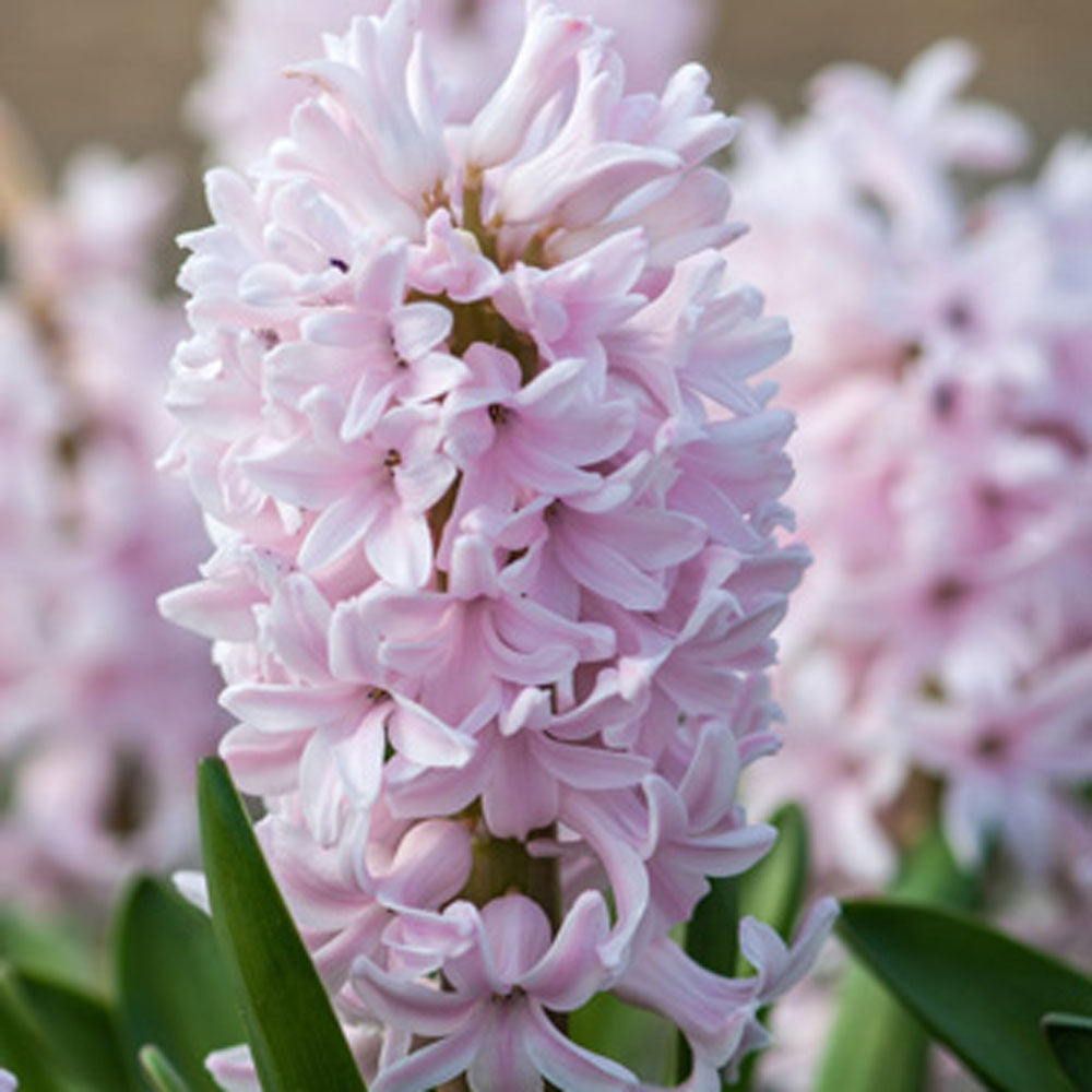 Hyacinth - China Pink