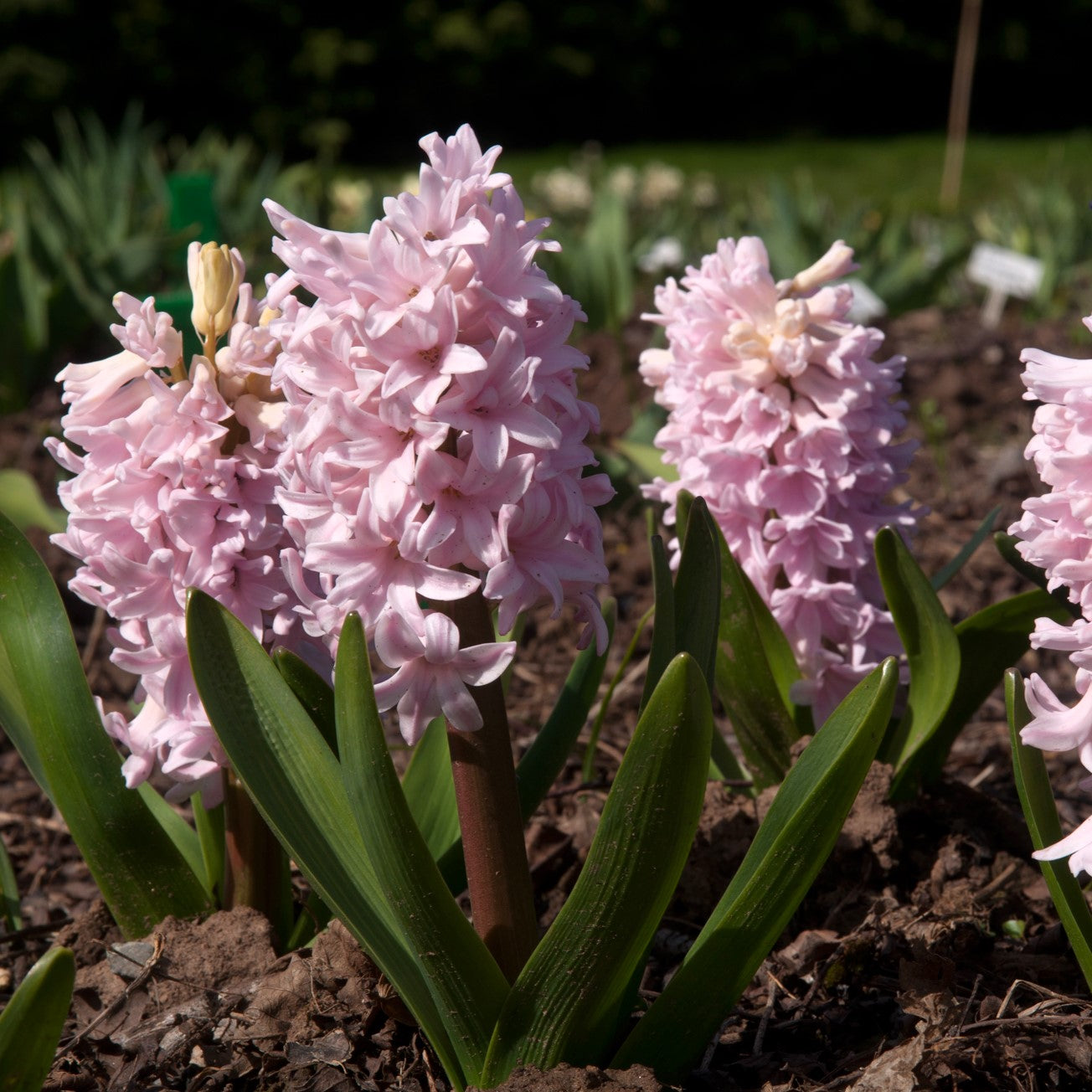 Hyacinth - China Pink