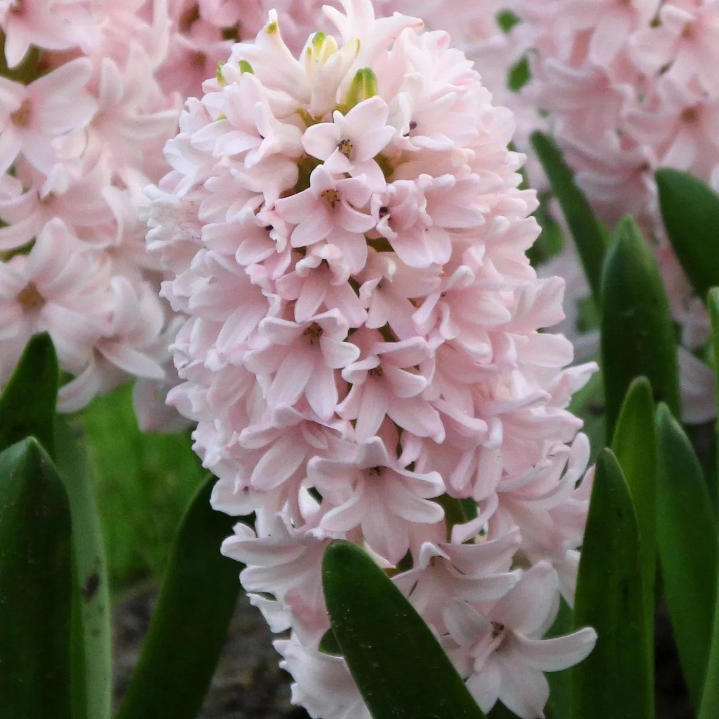 Hyacinth - China Pink