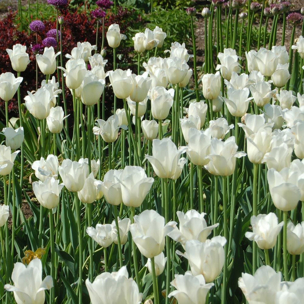Tulip - City Of Vancouver