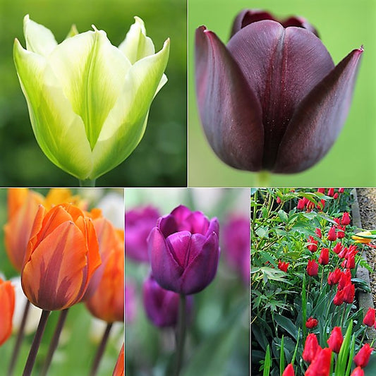 Classic Tulip Collection