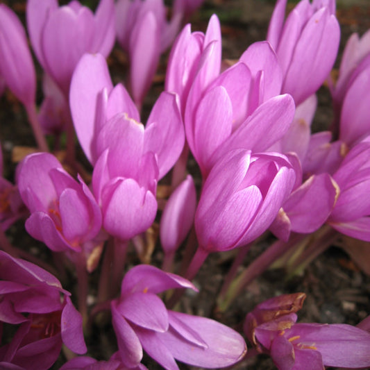 Colchicum - The Giant