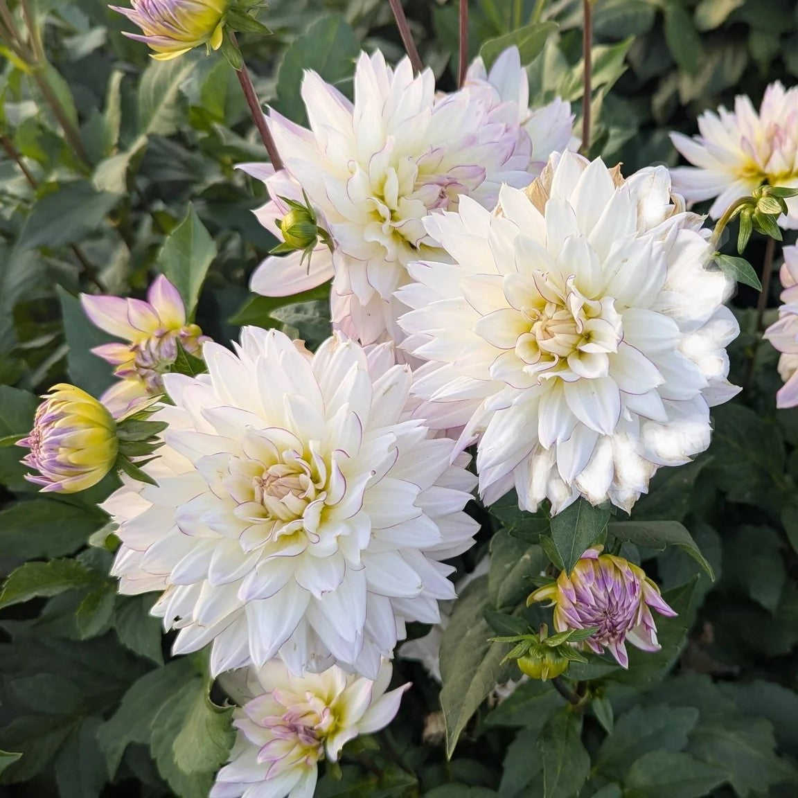 Dahlia Decorative - Crazy Love
