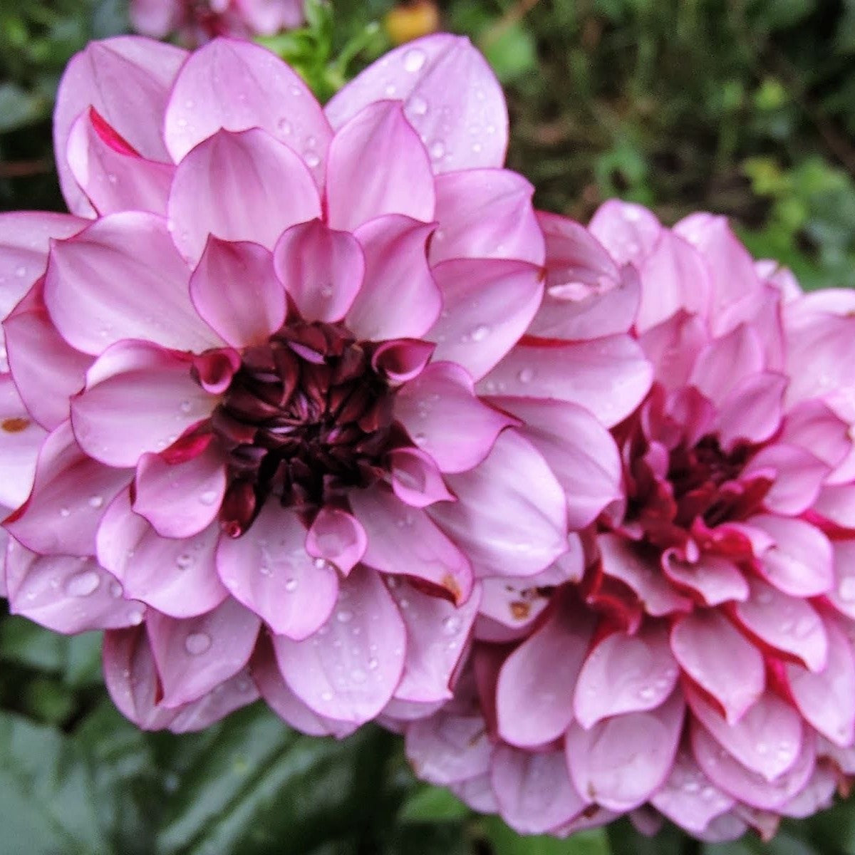 Dahlia Decorative - Crème De Cassis