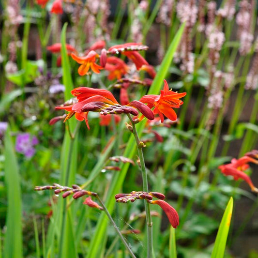 Crocosmia / Montbretia - Babylon