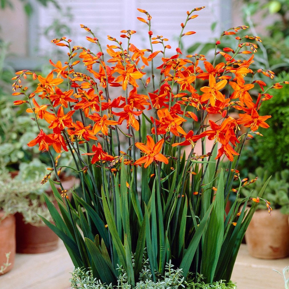 Crocosmia / Montbretia - Babylon